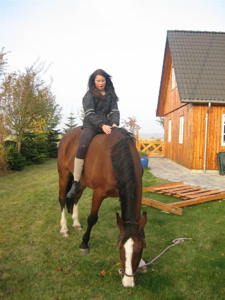 Anden særlig race Farrier Dancer R.I.P  - Fordi vi er som nat og dag, men vil altid tilhøre hinandens hjerter! billede 16