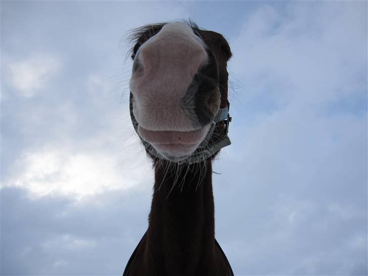 Anden særlig race Farrier Dancer R.I.P  - Fordi min skønhed aldrig forsvinder! <3 billede 17