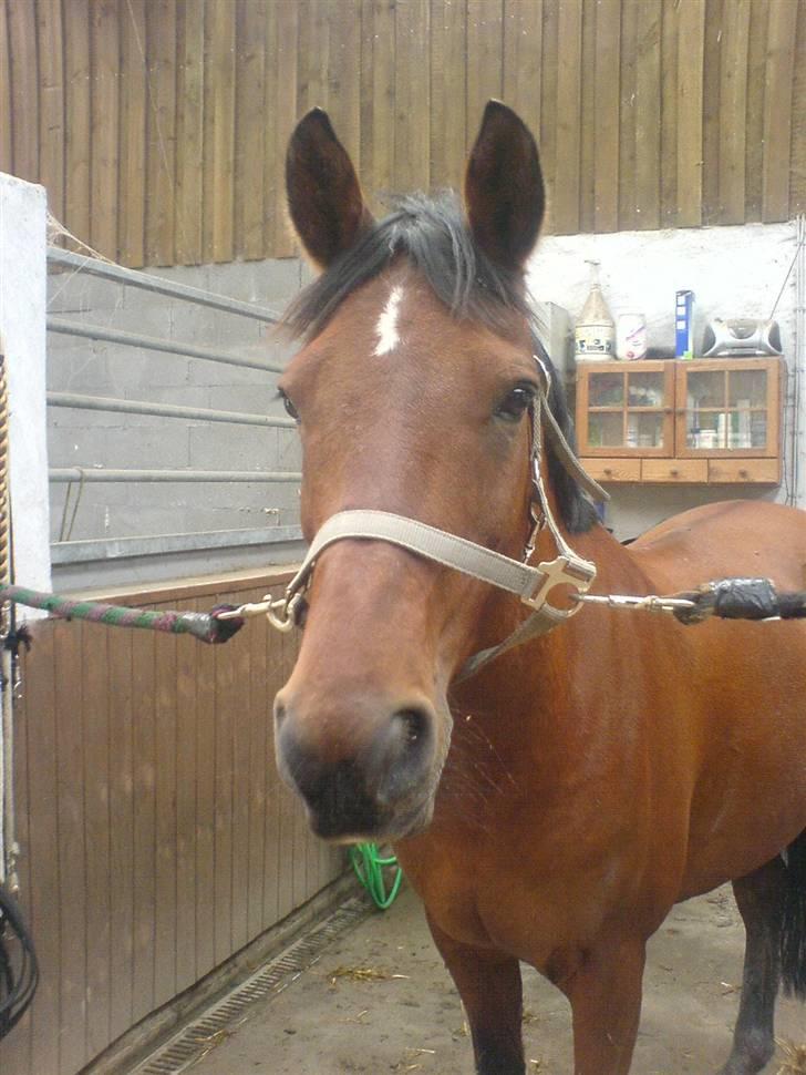 Anden særlig race starappeal - min Ster skatter billede 8