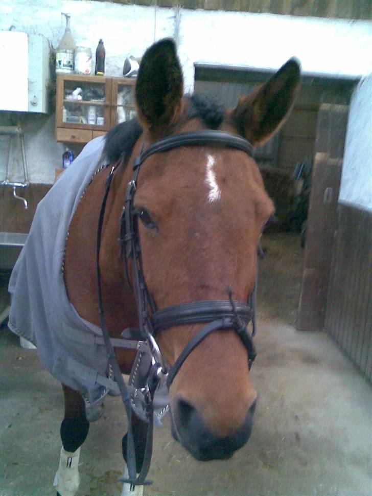 Anden særlig race starappeal - Star er nu klar til en ridetur billede 9