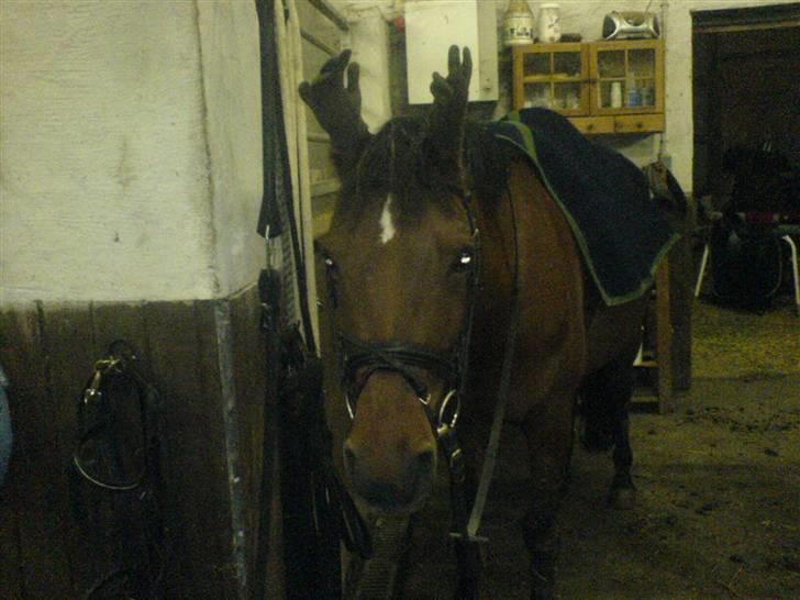 Anden særlig race starappeal - Star med hansker på øerne billede 10