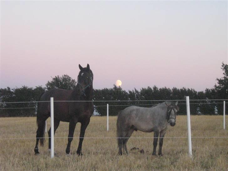Anden særlig race Sigurd solgt. - Dialekt og sigurd<3 billede 5