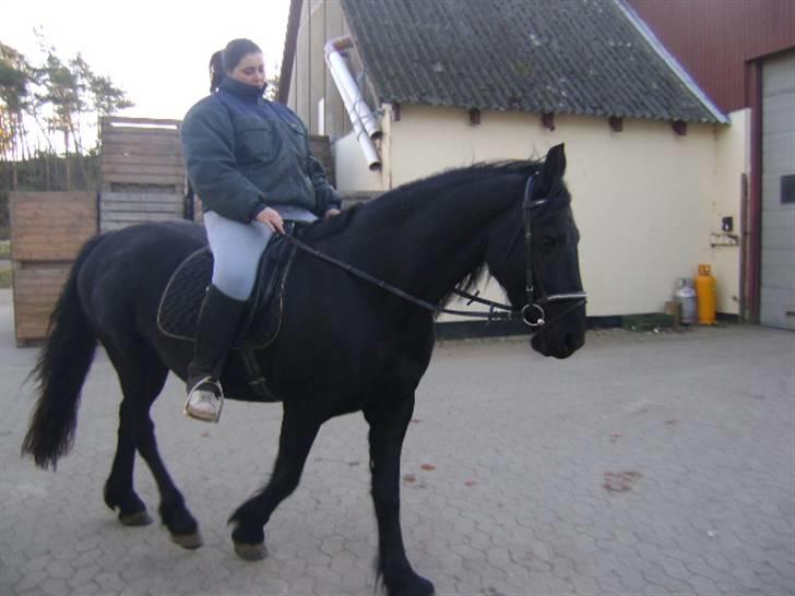 Frieser Sytske Fan It Swellenest - køn hest   her  rider jeg   min  smukke tøz  for  aller første  gang  :) på tur  :) langs med  kanalen og over  til en gammel nabo gård :)  billede 8