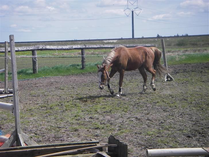 Welsh Pony af Cob-type (sec C) Skonhøjs Blue Eye [Frank] - det dufter godt !! (; (LL) billede 14