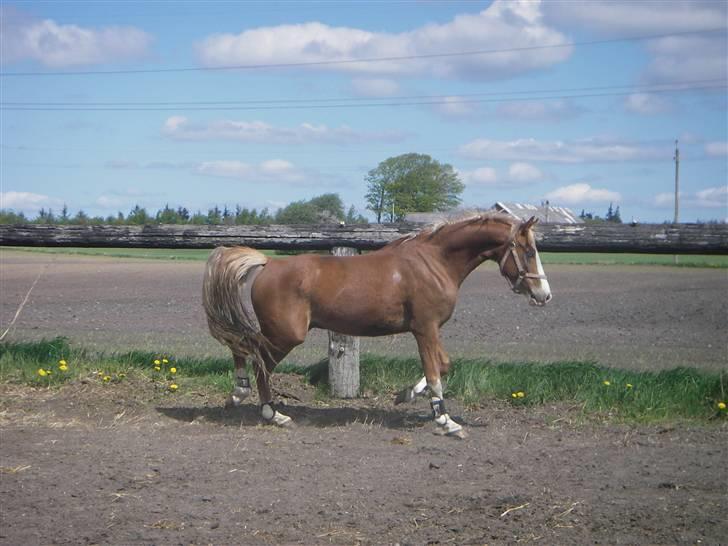 Welsh Pony af Cob-type (sec C) Skonhøjs Blue Eye [Frank] - Se hvor fint jeg går (LL) du er dejlig billede 15