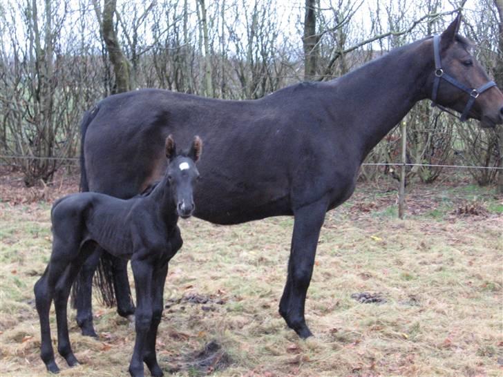 Anden særlig race bianca (R.I.P. I Love Y) - Samme dag som hun havde folet, (har det mest for at huske hvordan hun har set ud) billede 10