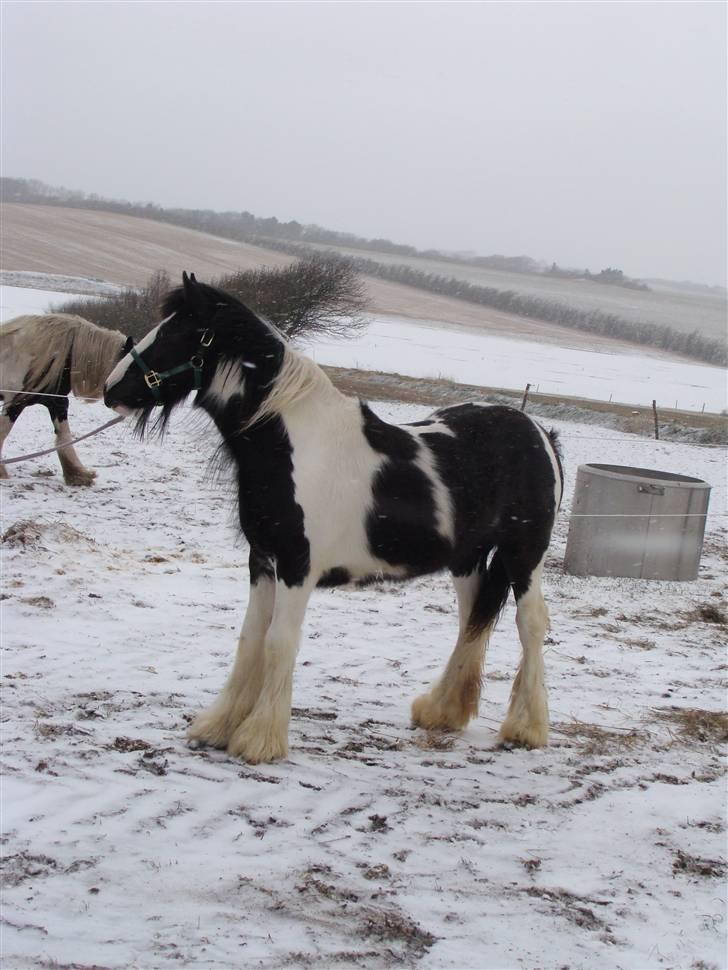 Tinker Gangster - Skønne gangster i sne billede 1