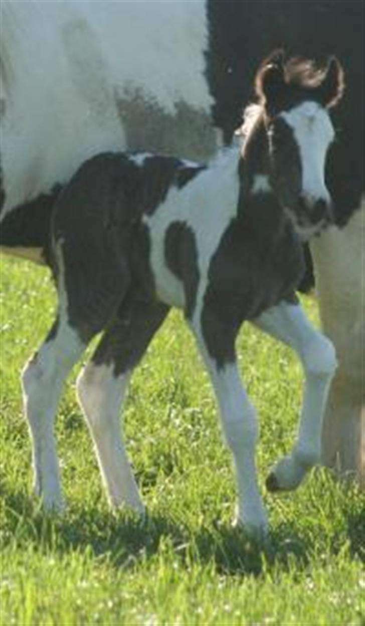 Tinker Gangster - Gangster som føl billede 3