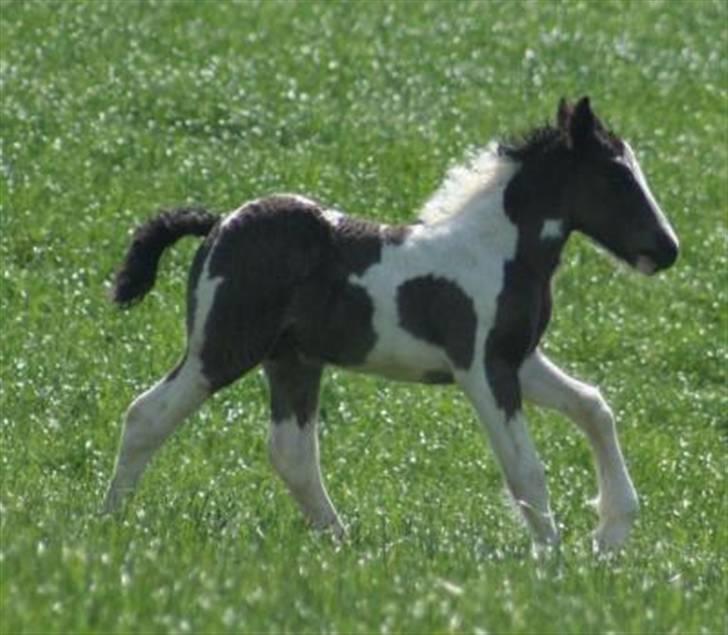 Tinker Gangster - Gangster lignede lidt en gyngehest som føl... billede 4