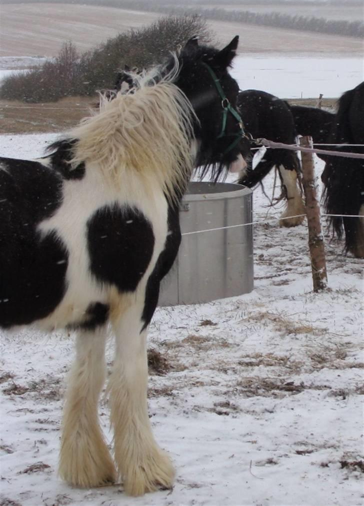 Tinker Gangster - kigger efter flokken billede 5