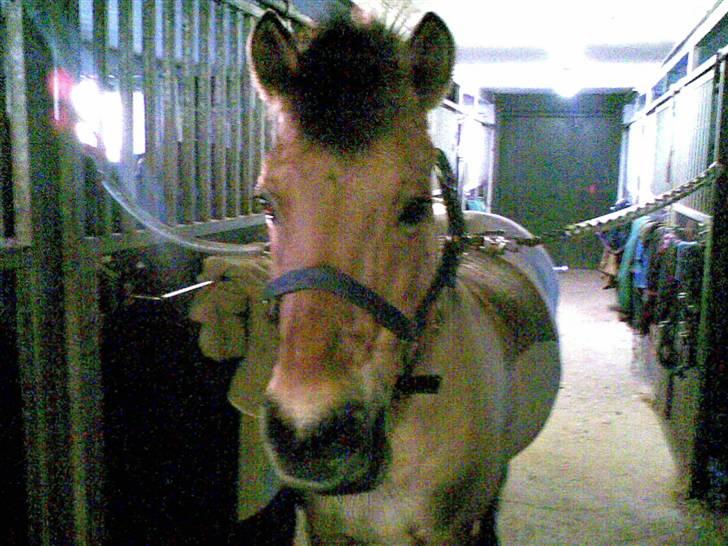 Anden særlig race beauty-hjemme hos ejer billede 1