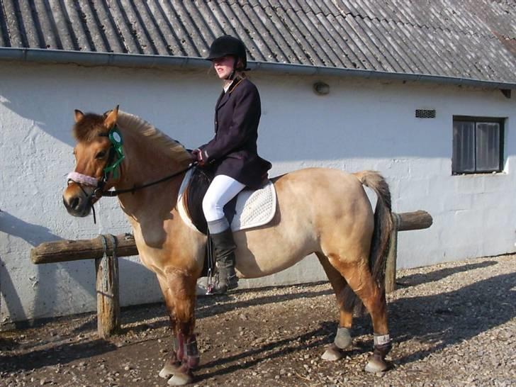 Anden særlig race beauty-hjemme hos ejer billede 2