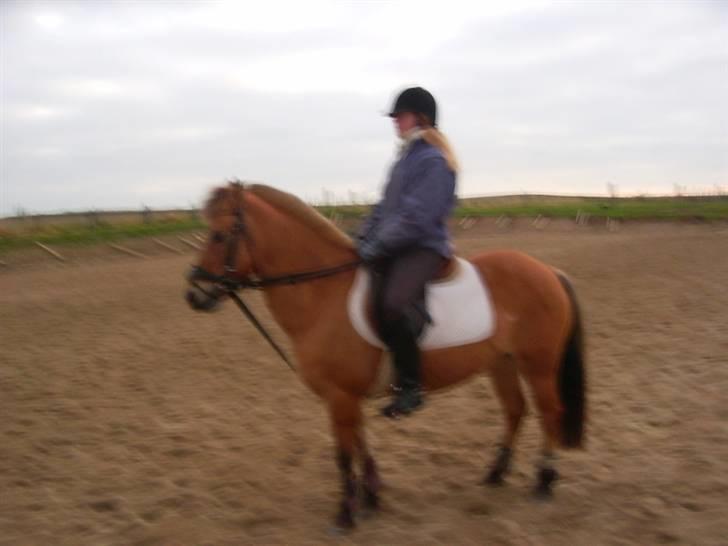 Anden særlig race beauty-hjemme hos ejer billede 3