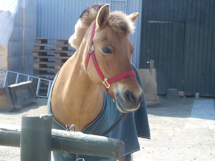 Anden særlig race beauty-hjemme hos ejer billede 4