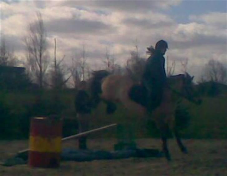 Anden særlig race beauty-hjemme hos ejer billede 5