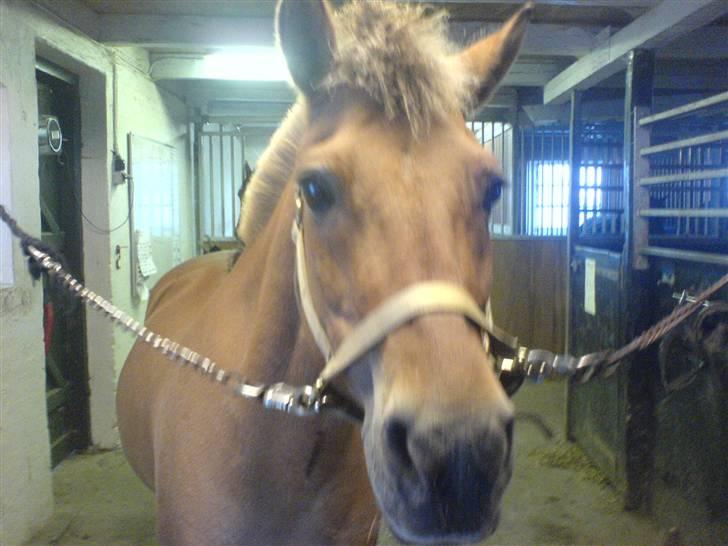 Anden særlig race beauty-hjemme hos ejer billede 6