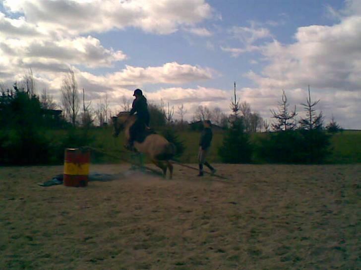 Anden særlig race beauty-hjemme hos ejer billede 7