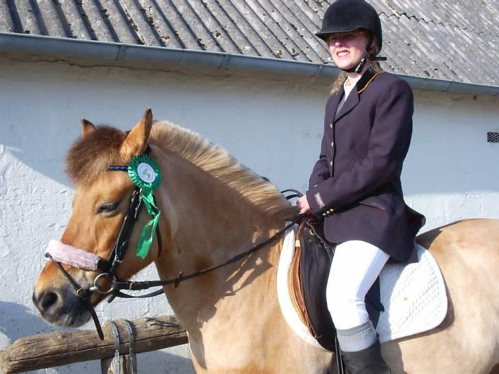 Anden særlig race beauty-hjemme hos ejer billede 8