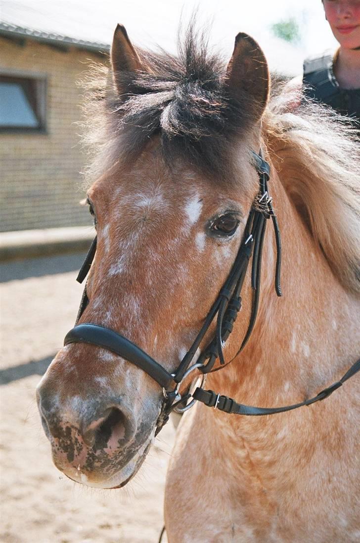Anden særlig race Victor - Solgt - Velkommen til Victors profil billede 1