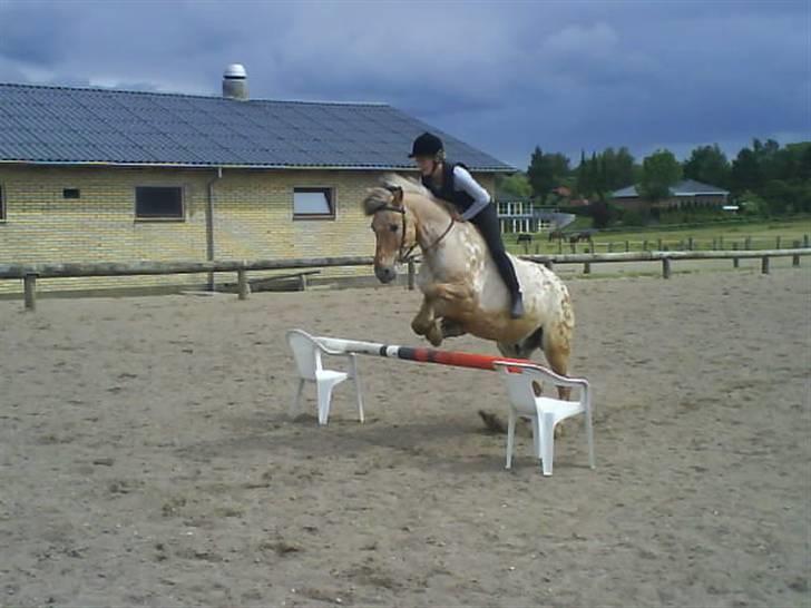 Anden særlig race Victor - Solgt - Springer uden sadel den 23 Juni 2008 billede 2