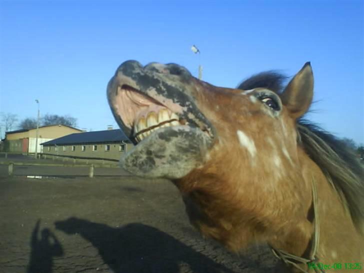 Anden særlig race Victor - Solgt - Smil til verden så smiler verden tilbage - Smil på komando billede 3