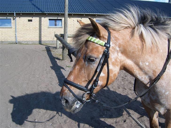 Anden særlig race Victor - Solgt - Træning i Maj 2008 billede 6