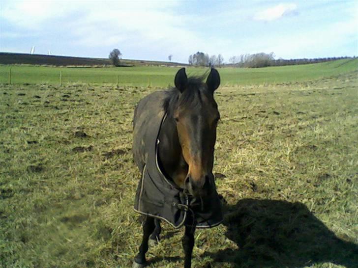 Welsh Cob (sec D) tai ticcazini musen!<3 - Foto ; mig selv.. billede 16