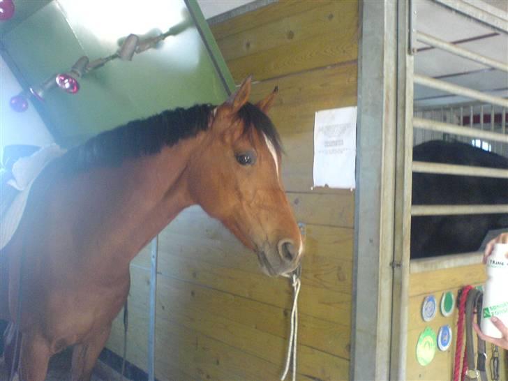 Anden særlig race Cindy R.I.P billede 8