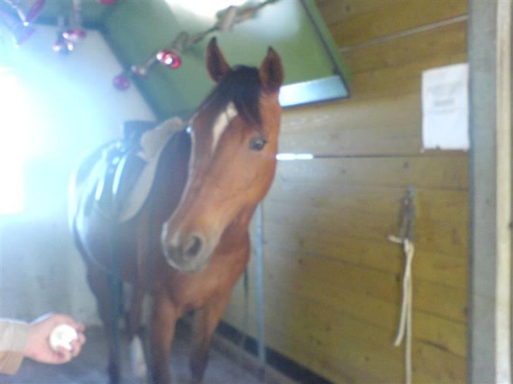 Anden særlig race Cindy R.I.P billede 9