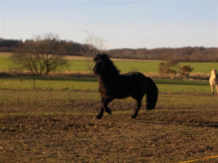 Islænder Visir fra Nr. Omme SOLGT! billede 9