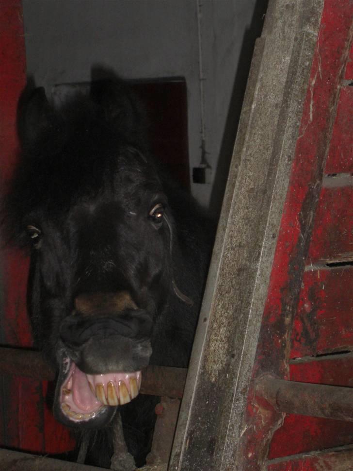 Anden særlig race Pirus - HAHAHA hvor ser i bare sjoveud :)  billede 17