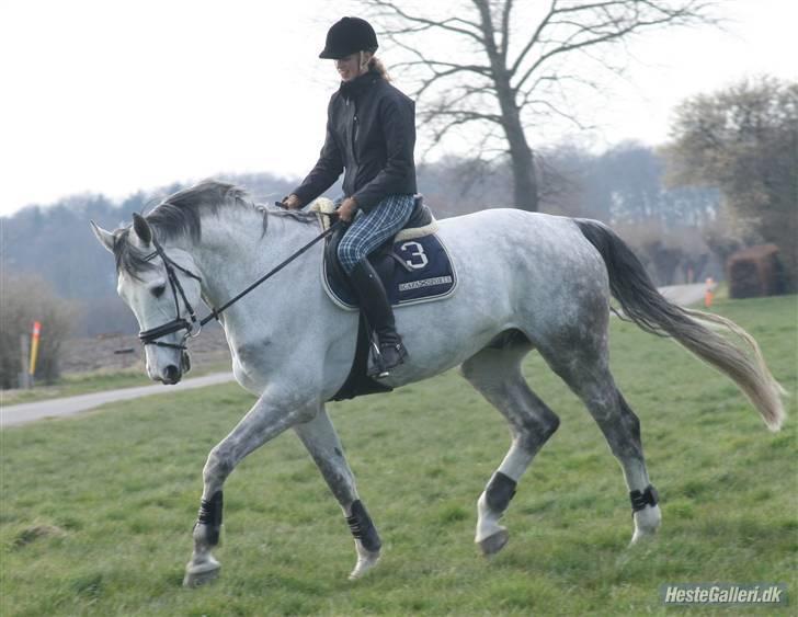 Holstener Krudtuglen's Challenger - wee.. billede 4