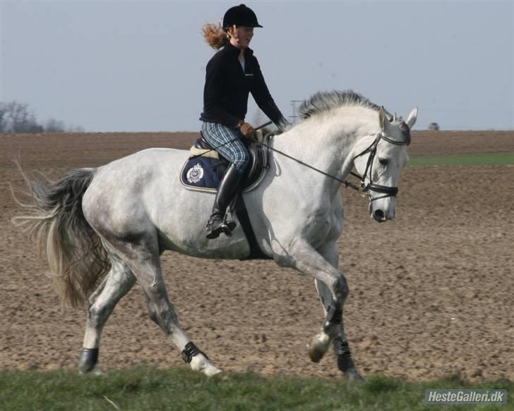 Holstener Krudtuglen's Challenger - maj -08 billede 8