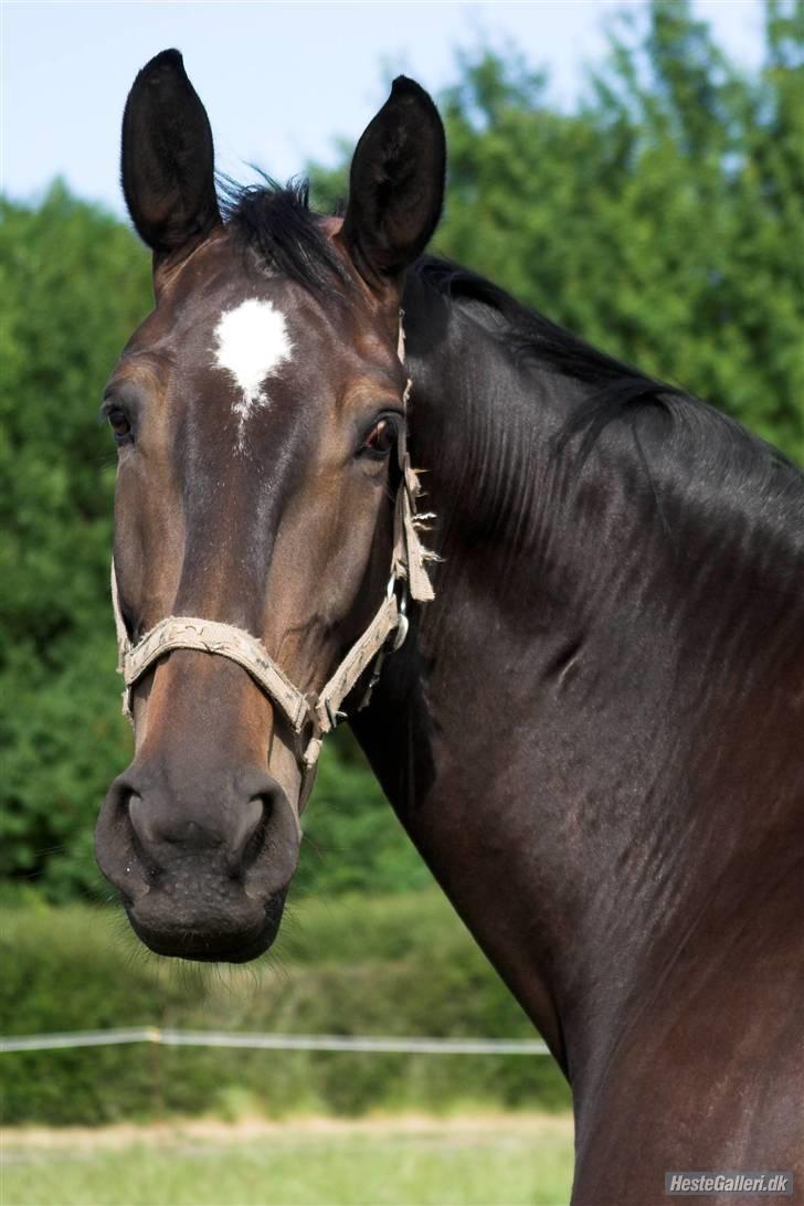 Anden særlig race Chiffon la bevuée - Suttekluden. <´3 (taget af lenaelsborg.dk) billede 1