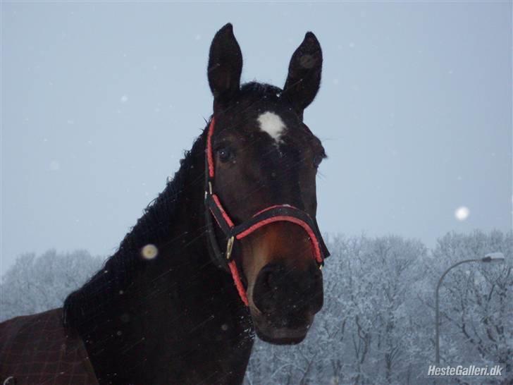 Anden særlig race Chiffon la bevuée - Chiffe i sneen <3 billede 4