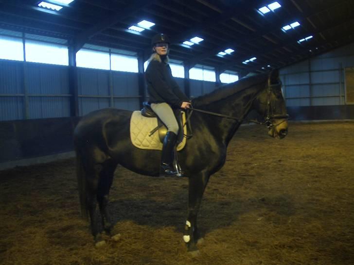 Anden særlig race Chiffon la bevuée - Første gang jeg sad på Chiffon. Her er hun knapt redet 1 måned, der er bestemt sket en forskel. :D billede 5