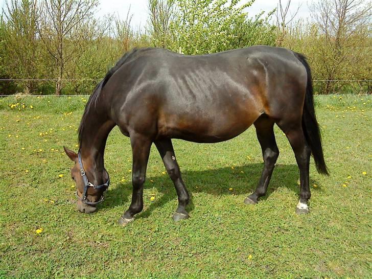 Anden særlig race bianca (R.I.P. I Love Y) - 4 mdr. efter folingen. billede 2