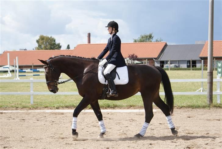 Anden særlig race Chiffon la bevuée - Middelskridt for længere tøjler. :) Første stævne, og hun gjorde det SÅ flot. <3 billede 7