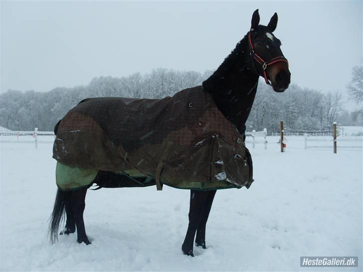 Anden særlig race Chiffon la bevuée - Lille Pigen <3 billede 10