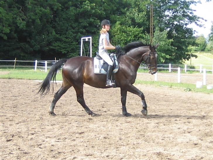 Anden særlig race Chiffon la bevuée - Galop :) Der sker bare noget ;b Min stjernehest billede 13