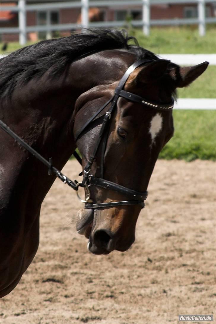 Anden særlig race Chiffon la bevuée - Miin Prinsesse.. <333 (taget af lenaelsborg.dk) billede 14