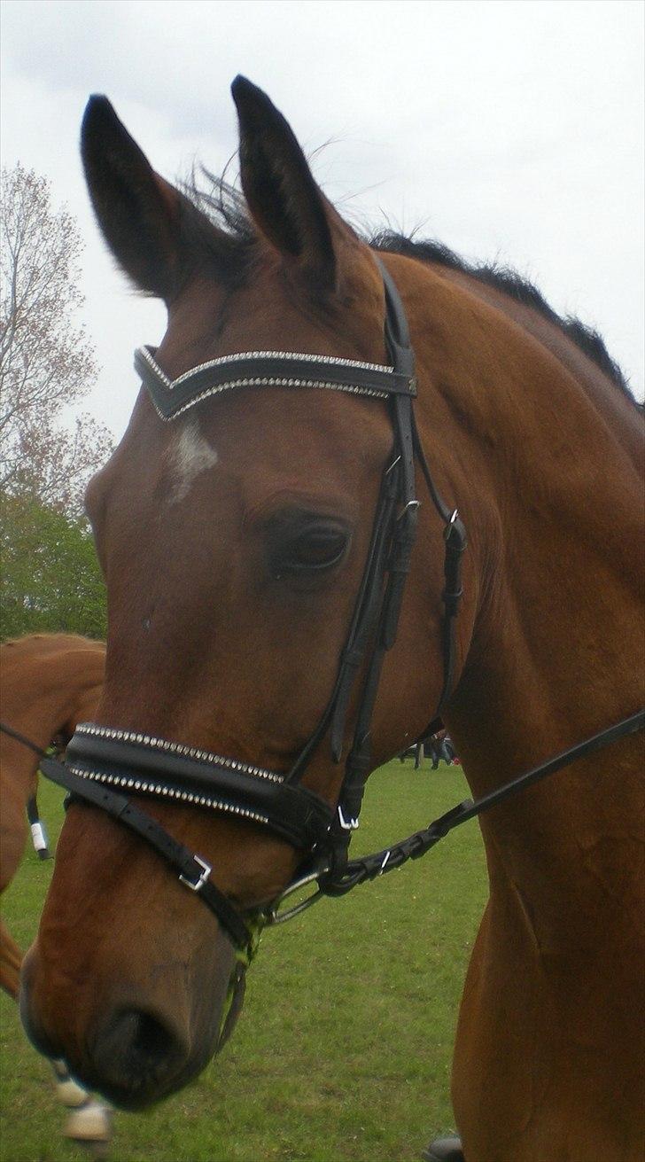 Dansk Varmblod Caparello - Så er jeg klar til dressurstævne ;D billede 1