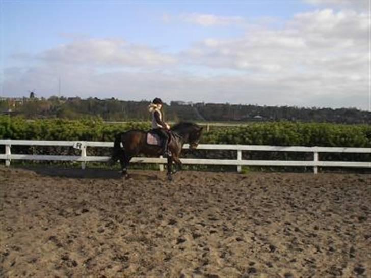 New Forest Askholm Alf (RIP) - mig og alf for mange år siden..=) billede 16