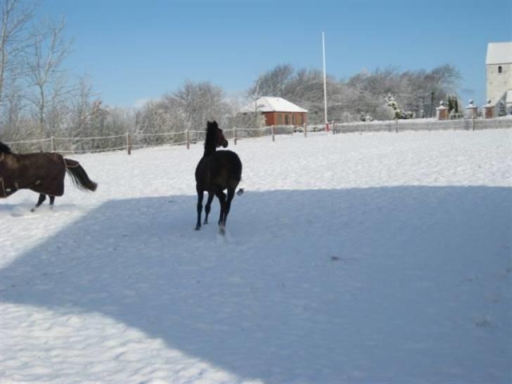 Dansk Varmblod Ramira - Herakles & Ramira: Vilde i sne´en - 08´ billede 6
