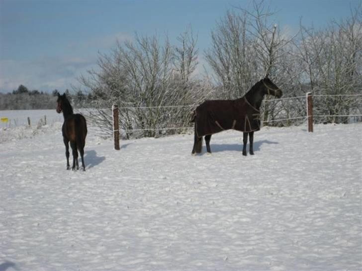 Dansk Varmblod Ramira - Tager lige en pause - 08´ billede 7