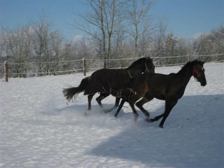 Dansk Varmblod Ramira - Vilde igen billede 8