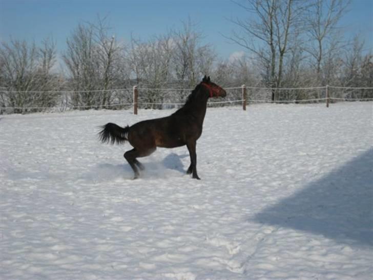 Dansk Varmblod Ramira - Skal lige til at stejle af glæde.. ER MEGET VILD for sne´en er SJOV - 08´ billede 9