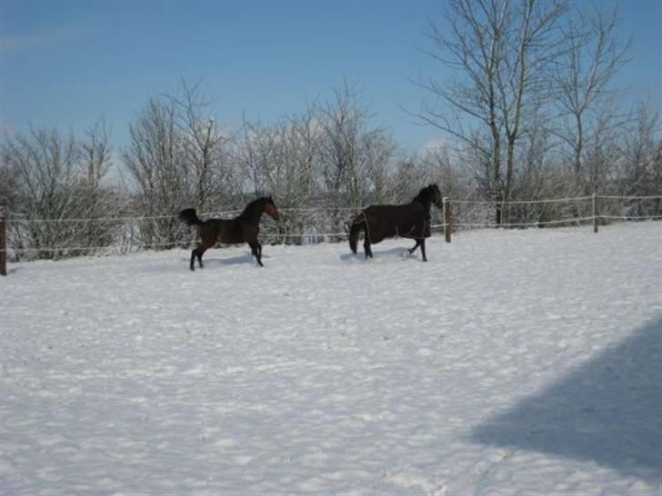 Dansk Varmblod Ramira - Jubii Sne - 08´ billede 10