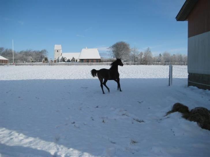 Dansk Varmblod Ramira - Nøøøøj sne billede 11