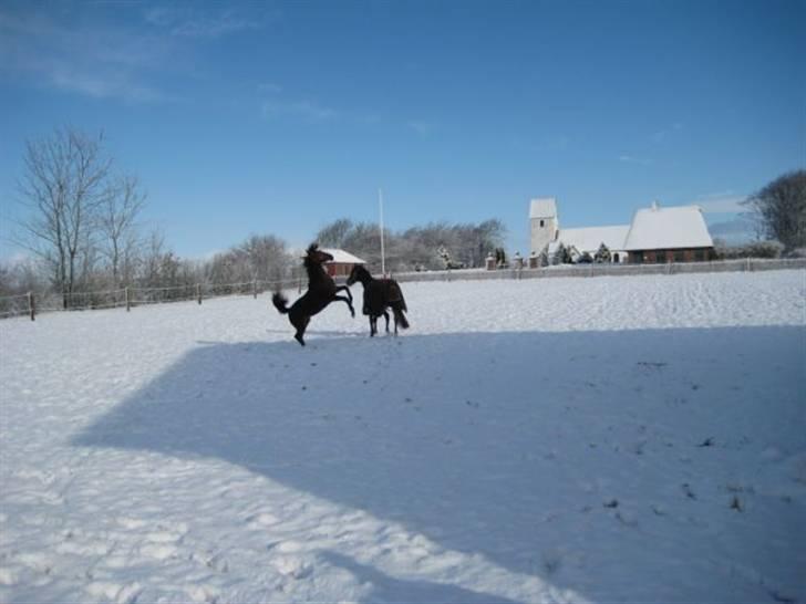 Dansk Varmblod Ramira - SE MIG *S* billede 12